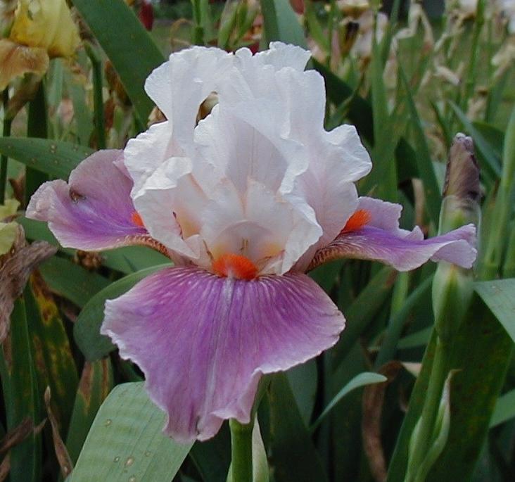 Photo of Tall Bearded Iris (Iris 'Chinese Treasure') uploaded by needrain