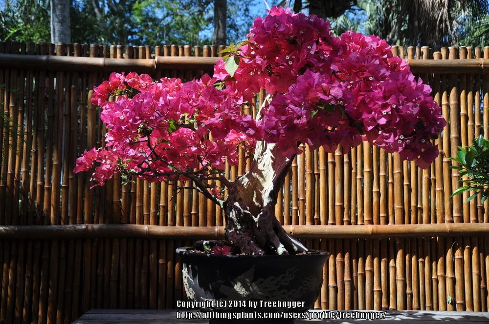 Photo of Paper Flower (Bougainvillea glabra) uploaded by treehugger