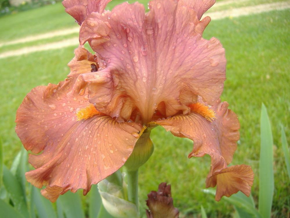Photo of Tall Bearded Iris (Iris 'Flame Amber') uploaded by tveguy3