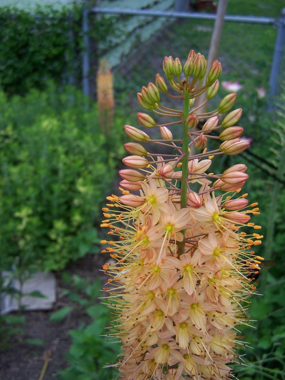 Photo of Foxtail Lily (Eremurus x isabellinus 'Cleopatra') uploaded by jmorth