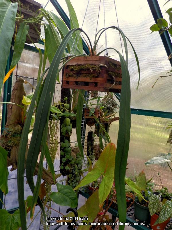 Photo of Anthurium vittariifolium uploaded by mjsponies