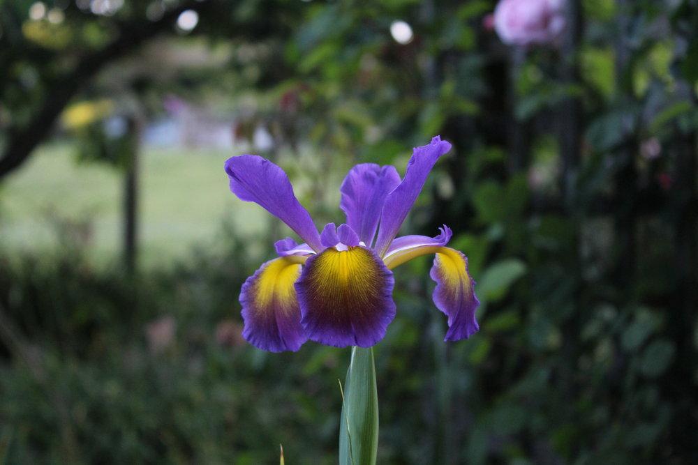 Photo of Spuria Iris (Iris 'Fergy's Poetry') uploaded by ozkoala33