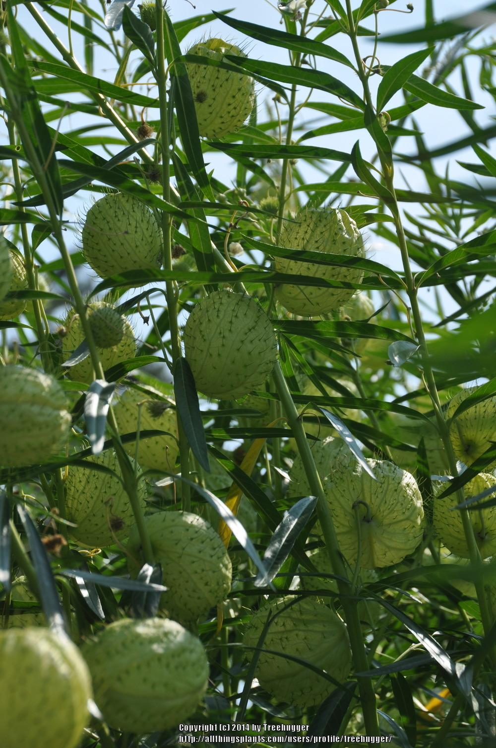 Photo of Hairy Balls (Gomphocarpus physocarpus) uploaded by treehugger