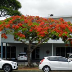 Location: Cleveland, Queensland, Australia.
Date: 2014-11-20
Royal Poinciana is flaming the streets in late spring in southeas