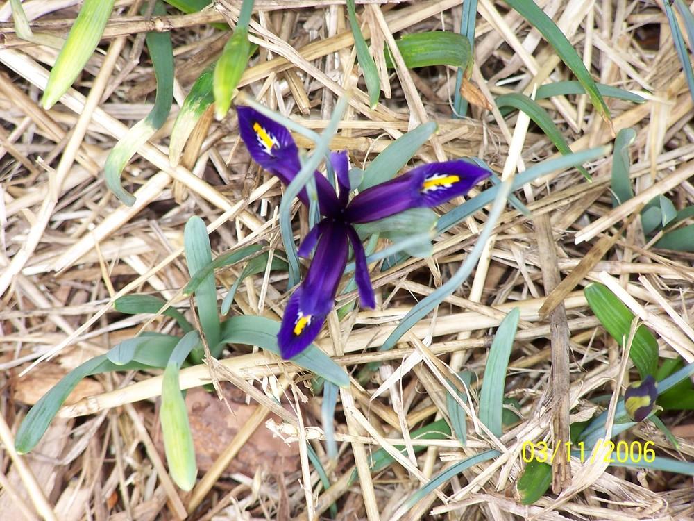 Photo of Reticulated Iris (Iris reticulata) uploaded by jmorth