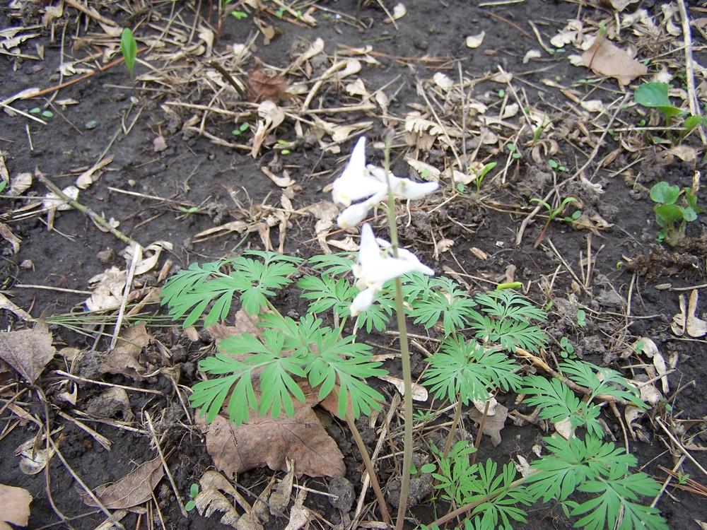 Photo of Dutchman's Breeches (Dicentra cucullaria) uploaded by jmorth