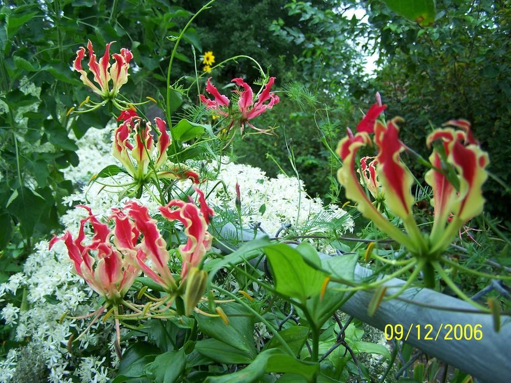 Photo of Gloriosa Lily (Gloriosa superba 'Rothschildiana') uploaded by jmorth
