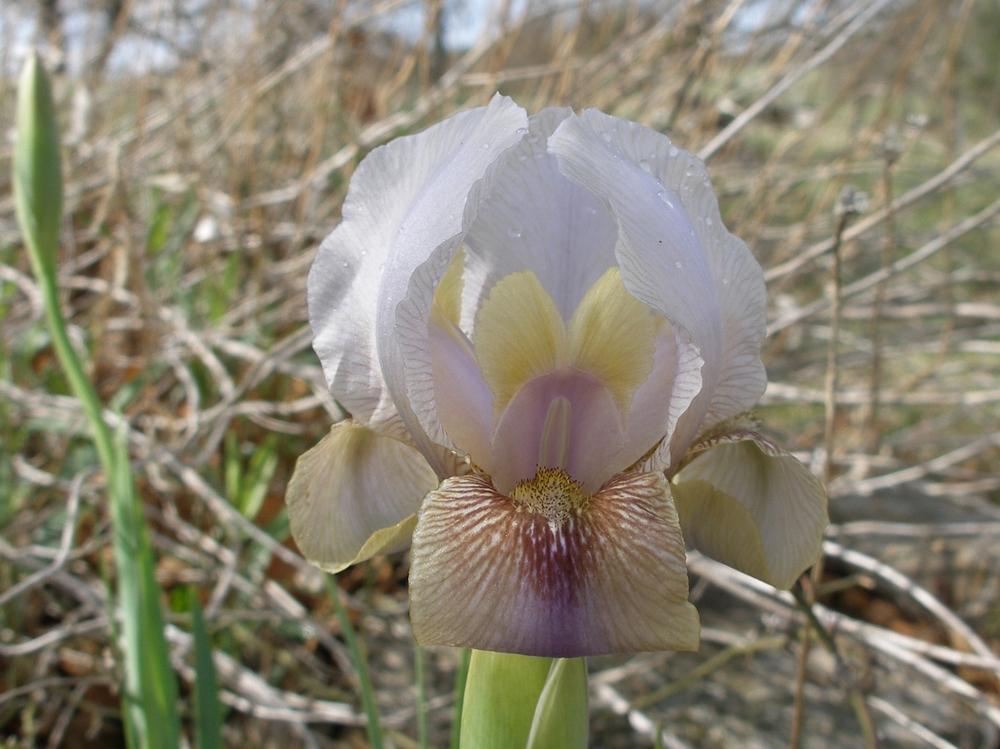 Photo of Arilbred Iris (Iris 'Quincinera') uploaded by needrain