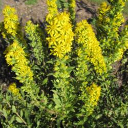 
I like Solidago 'Wichita Mountains' because it is my latest bloom