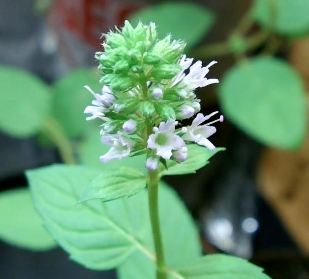 Photo of Chocolate Mint (Mentha x piperita 'Chocolate') uploaded by alex22ccc