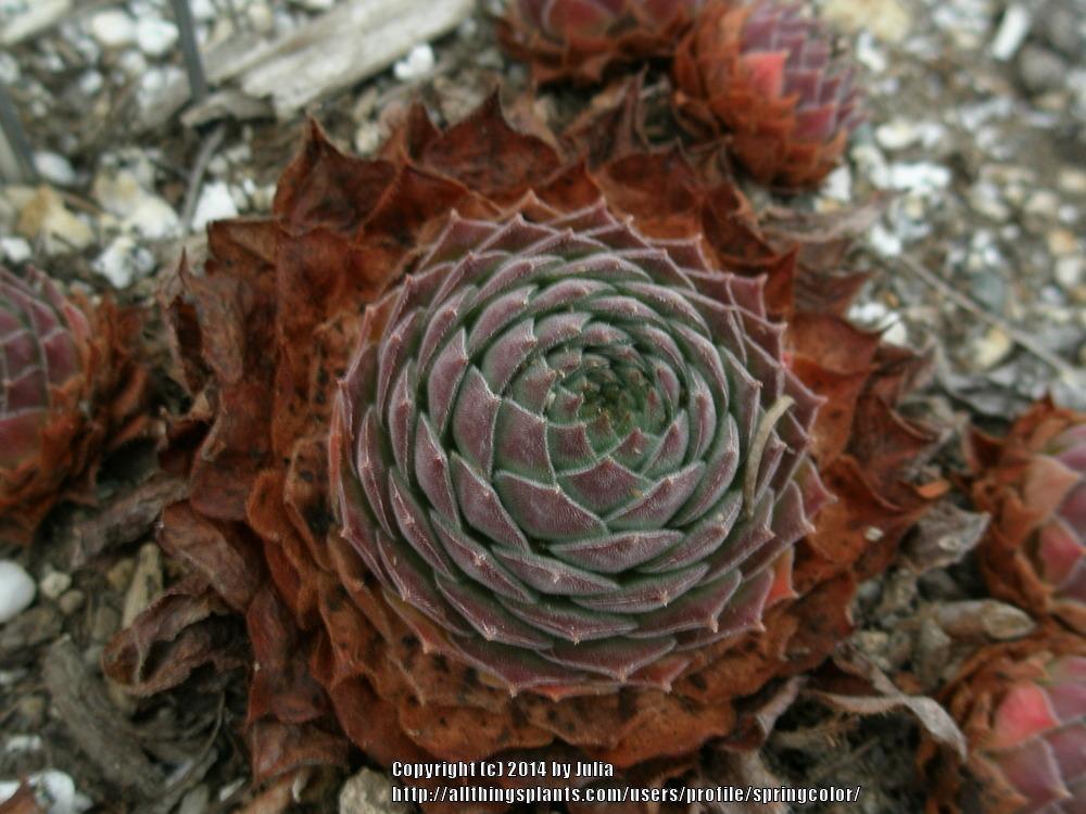 Photo of Hen and Chicks (Sempervivum 'Ohio Burgundy') uploaded by springcolor