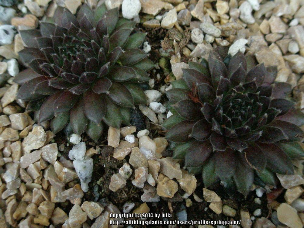 Photo of Hen and Chicks (Sempervivum 'Pumaros') uploaded by springcolor