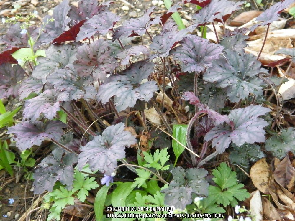 Photo of Coral Bells (Heuchera 'Frosted Violet') uploaded by Marilyn