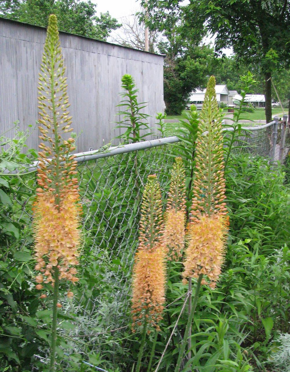 Photo of Foxtail Lily (Eremurus) uploaded by jmorth