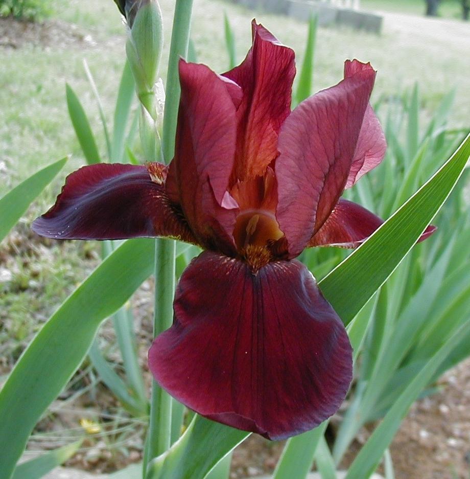 Photo of Tall Bearded Iris (Iris 'Manuel') uploaded by needrain