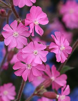 Photo of English Maiden (Silene dioica) uploaded by Calif_Sue