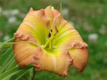 Photo of Daylily (Hemerocallis 'Frequent Comment') uploaded by Joy