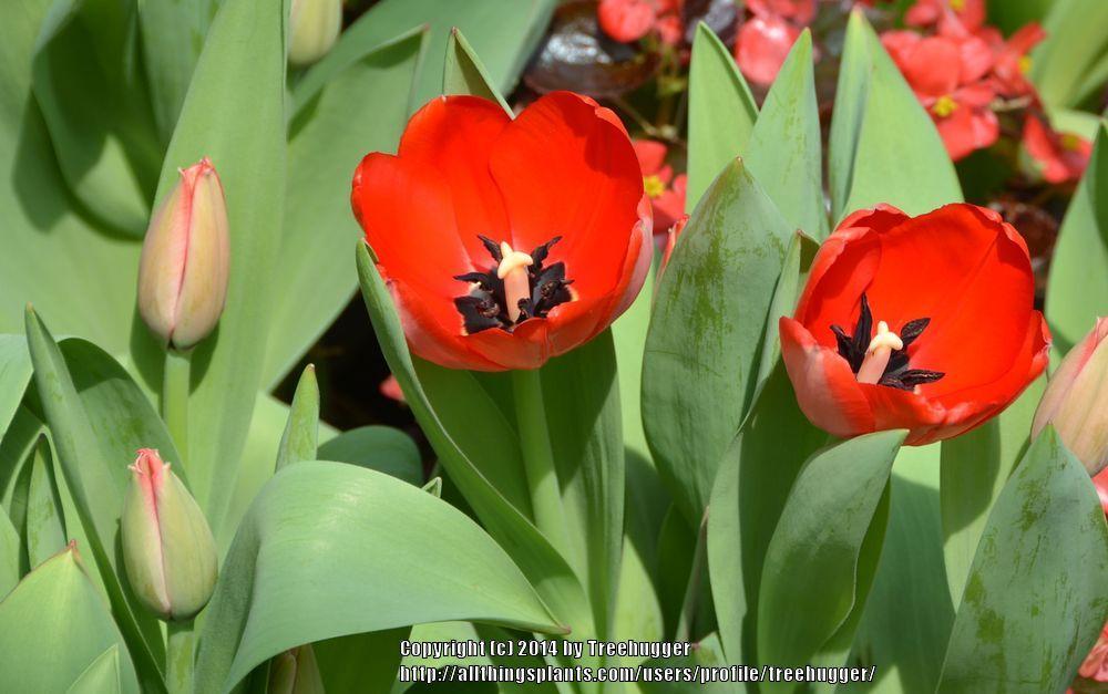 Photo of Darwin Hybrid Tulip (Tulipa 'Red Impression') uploaded by treehugger