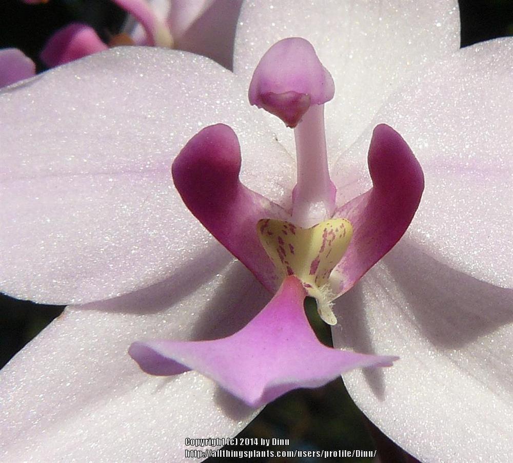 Photo of Philippine Ground Orchid (Spathoglottis plicata) uploaded by Dinu