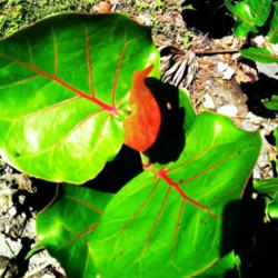 Location: Southwest Florida
Date: November 2014
The new leaves come out a beautiful red but quickly turn green.
