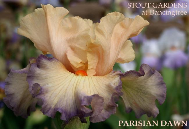 Photo of Tall Bearded Iris (Iris 'Parisian Dawn') uploaded by Calif_Sue