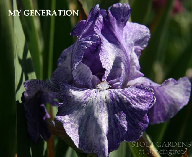 Photo of Tall Bearded Iris (Iris 'My Generation') uploaded by Calif_Sue