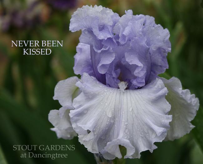Photo of Tall Bearded Iris (Iris 'Never Been Kissed') uploaded by Calif_Sue