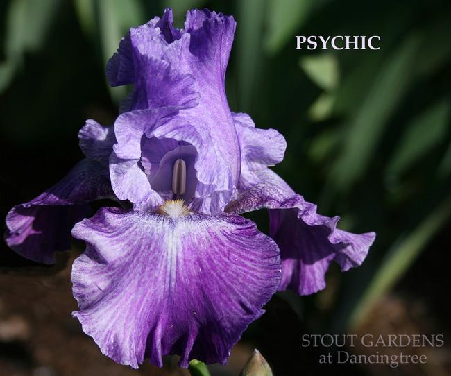 Photo of Tall Bearded Iris (Iris 'Psychic') uploaded by Calif_Sue