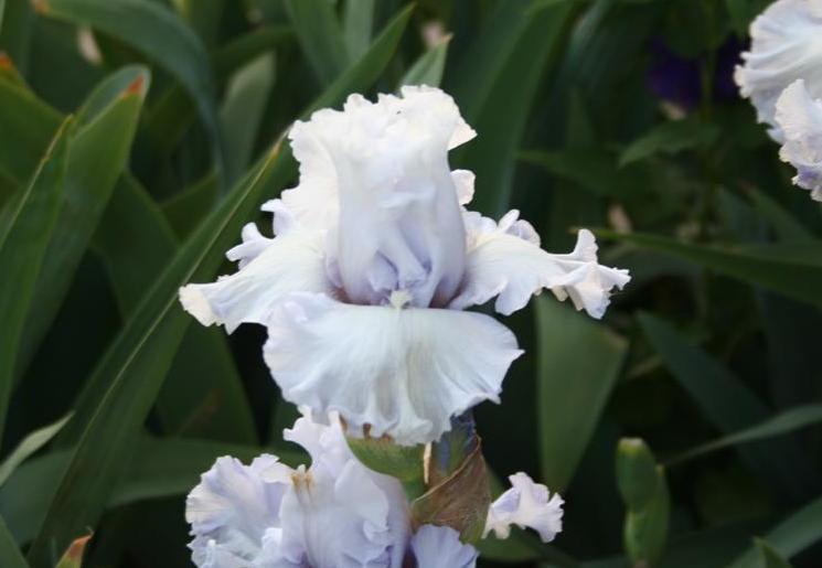 Photo of Tall Bearded Iris (Iris 'Through the Clouds') uploaded by KentPfeiffer