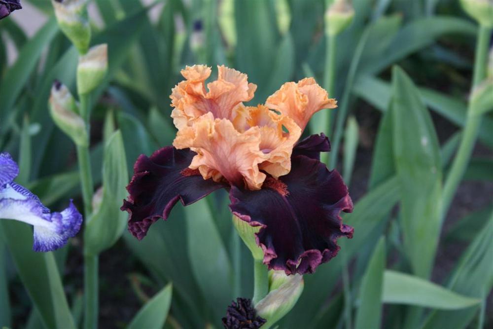 Photo of Tall Bearded Iris (Iris 'Toronto') uploaded by KentPfeiffer