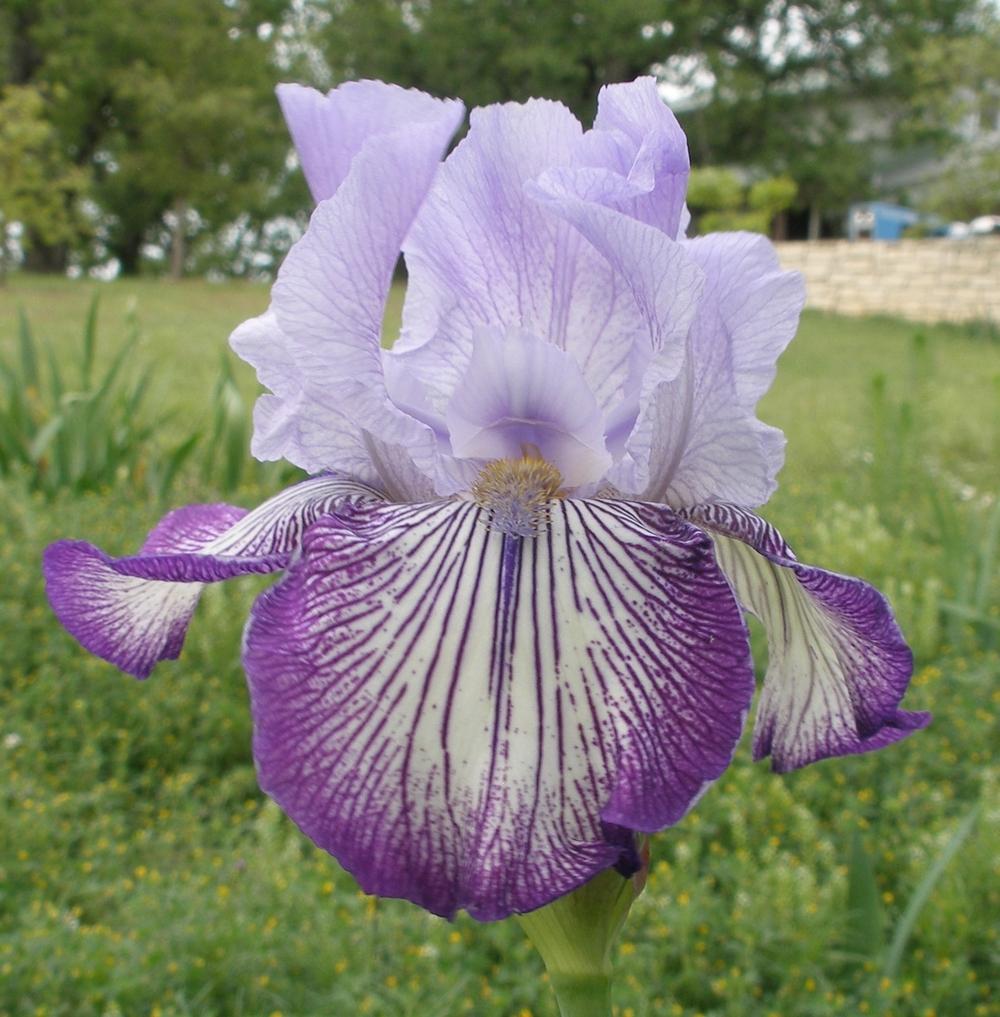 Photo of Tall Bearded Iris (Iris 'Circus Circus') uploaded by needrain