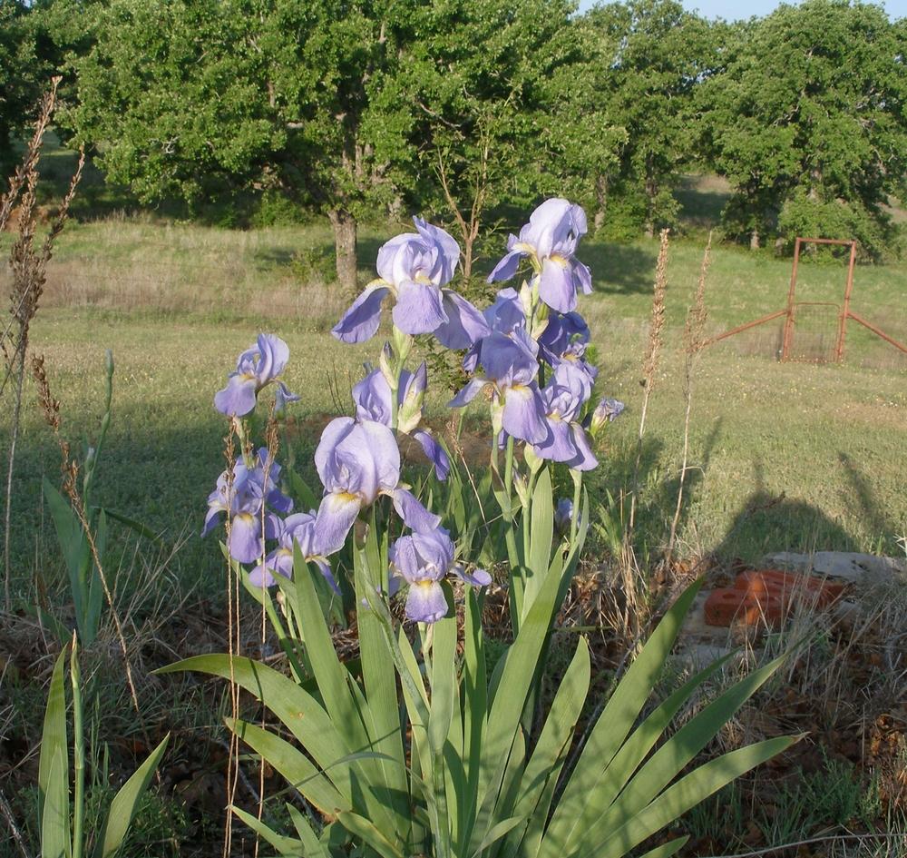 Photo of Tall Bearded Iris (Iris 'Shining Waters') uploaded by needrain