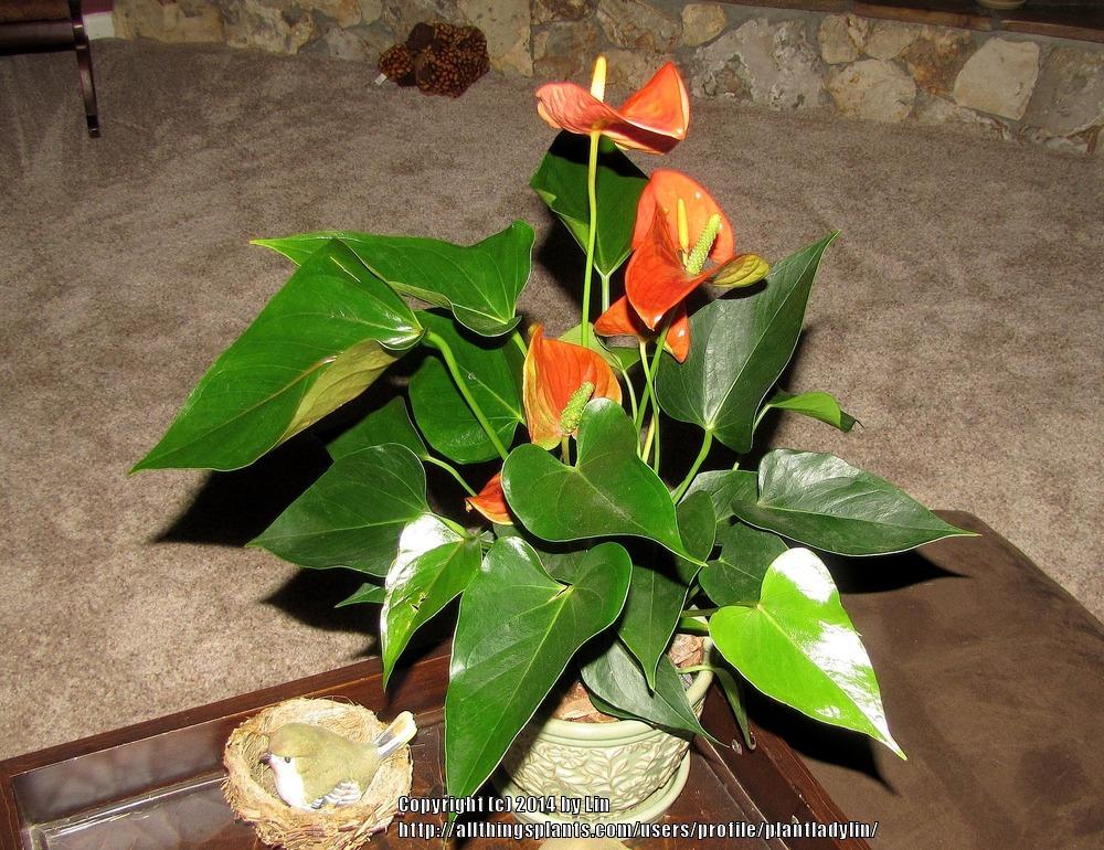 Photo of Anthuriums (Anthurium) uploaded by plantladylin