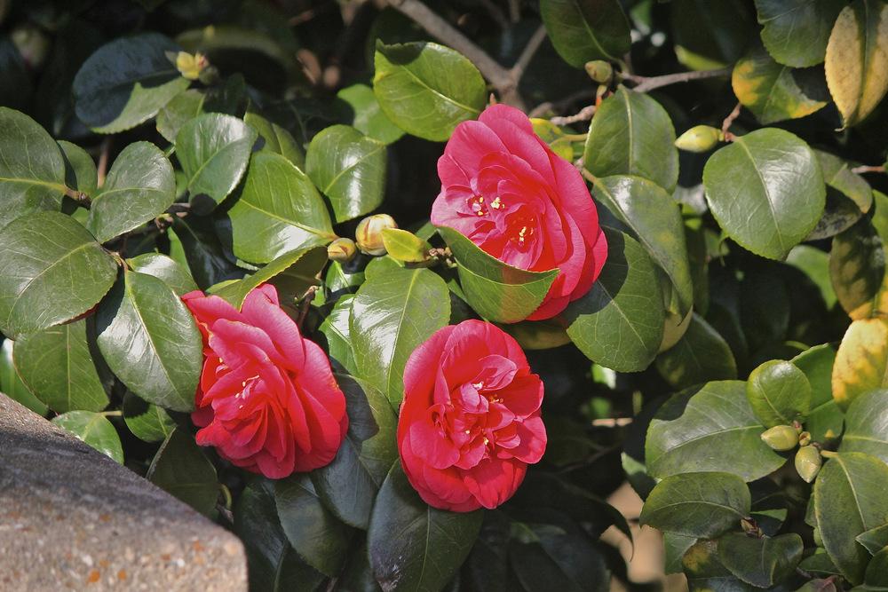 Photo of Camellias (Camellia) uploaded by NEILMUIR1