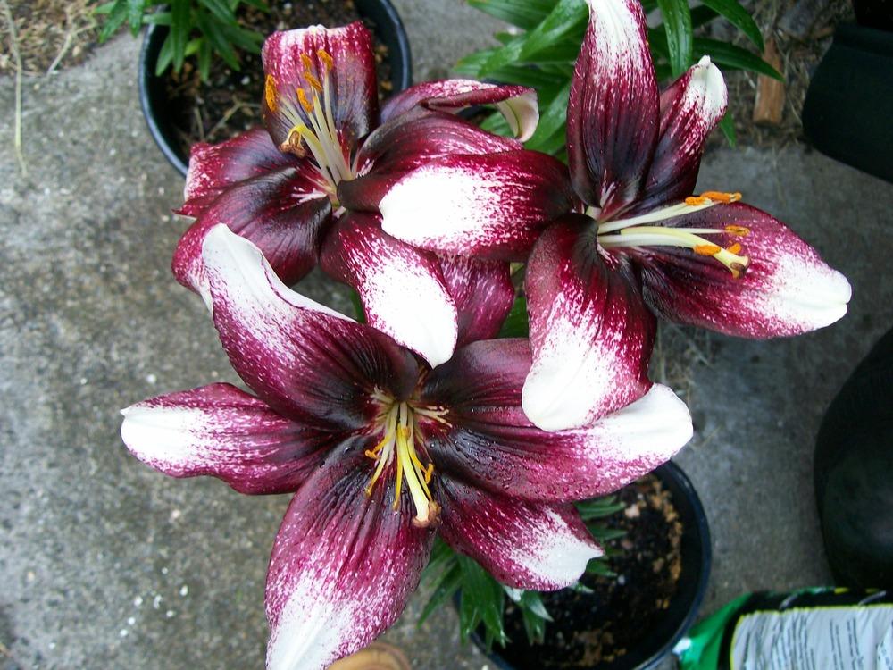 Photo of Lily (Lilium 'Push Off') uploaded by gwhizz