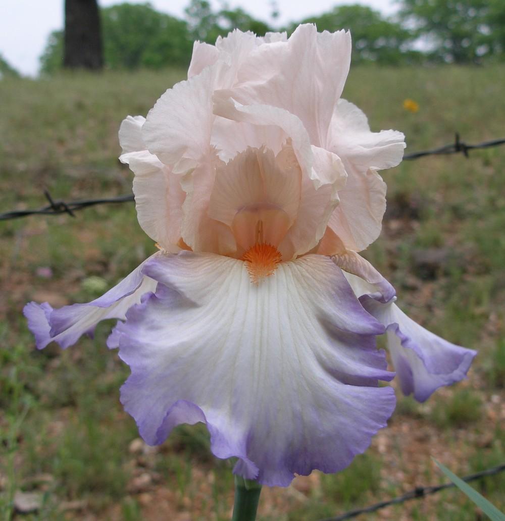 Photo of Tall Bearded Iris (Iris 'Edge of Eden') uploaded by needrain