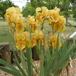 Location: north central Texas
Date: 2005-04-19