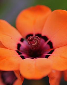 Photo of Cape Buttercup (Sparaxis elegans) uploaded by Calif_Sue