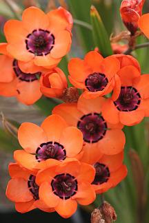 Photo of Cape Buttercup (Sparaxis elegans) uploaded by Calif_Sue