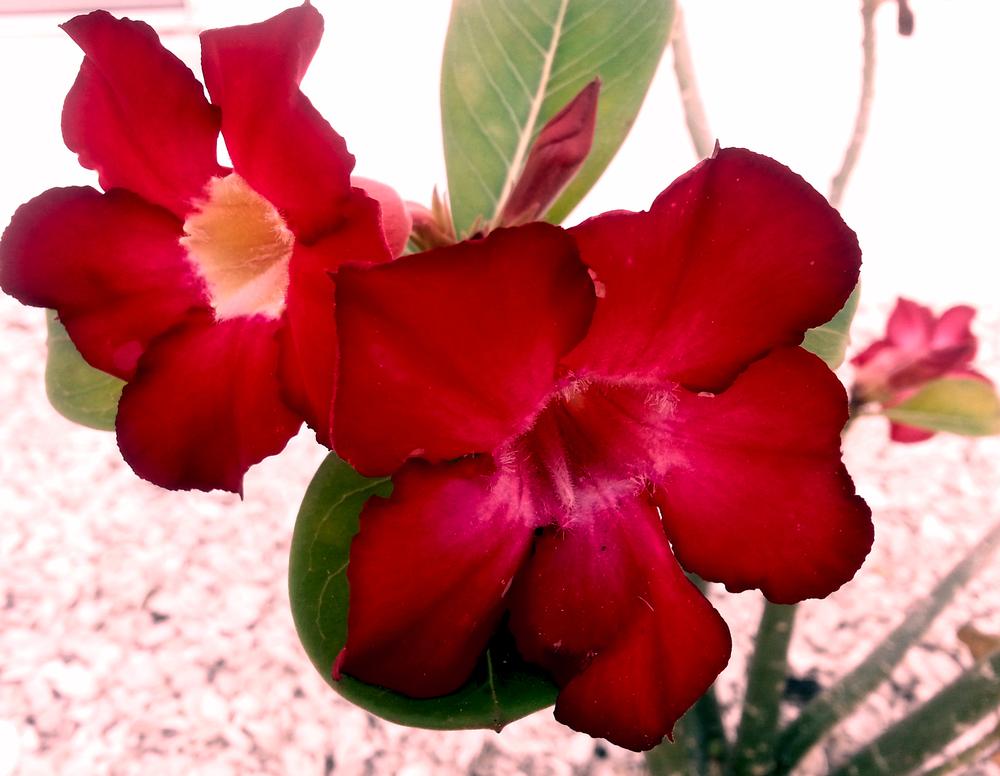 Photo of Desert Rose (Adenium obesum) uploaded by karmatree
