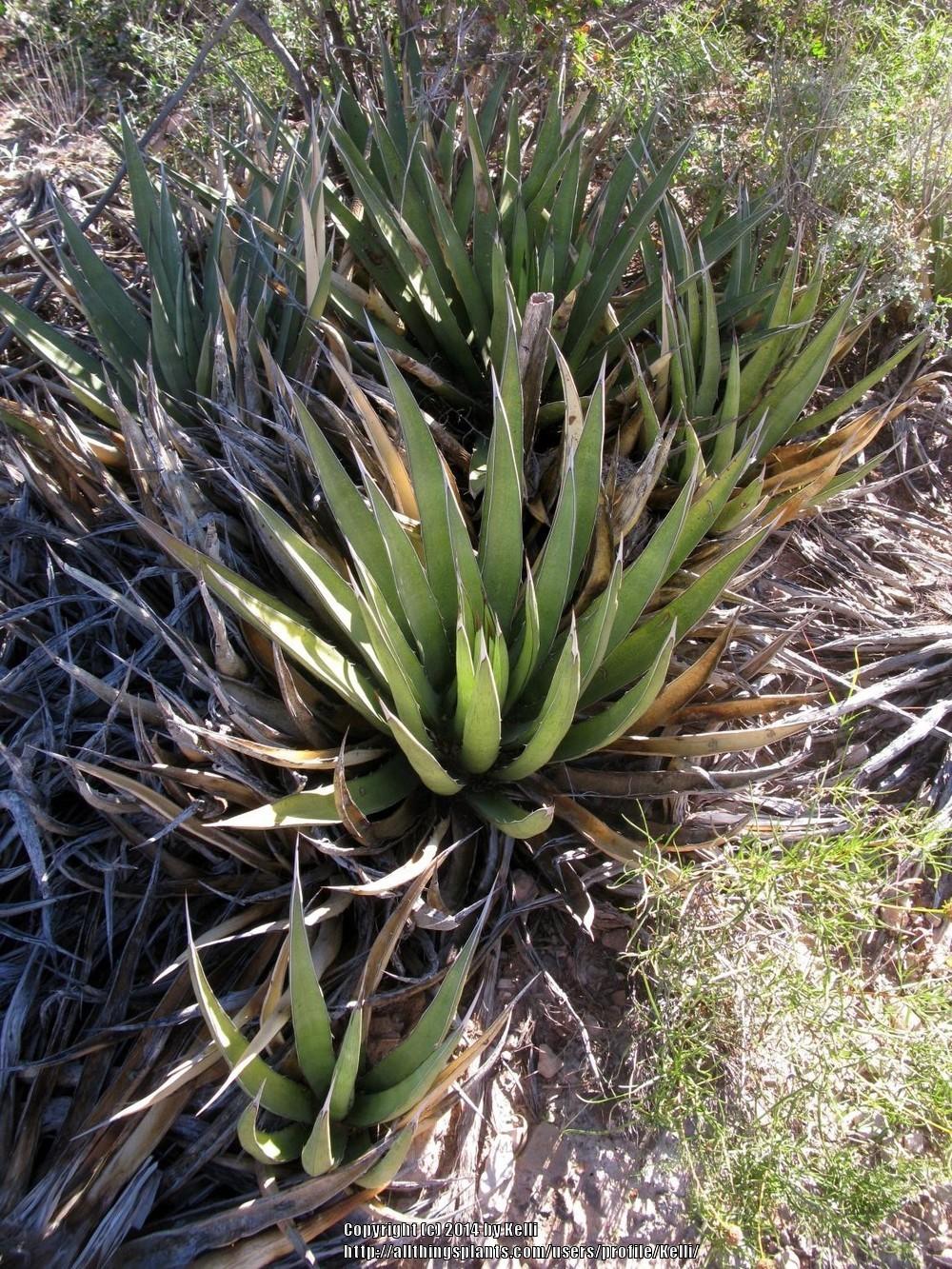 Photo of Lechuguilla (Agave lecheguilla) uploaded by Kelli