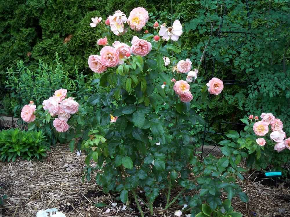 Photo of Rose (Rosa 'Sweet Fragrance') uploaded by Pattyw5