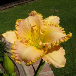 Location: My garden in Bakersfield, CA
Date: 2011-06-11