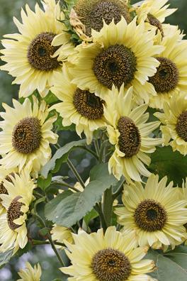 Photo of Sunflower (Helianthus annuus 'Lemon Queen') uploaded by Calif_Sue