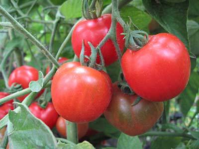 Photo of Tomato (Solanum lycopersicum 'Stupice') uploaded by Calif_Sue