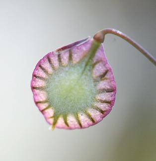 Photo of Fringe Pod (Thysanocarpus radians) uploaded by Calif_Sue