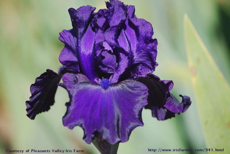 Photo of Tall Bearded Iris (Iris 'English Knight') uploaded by genielady