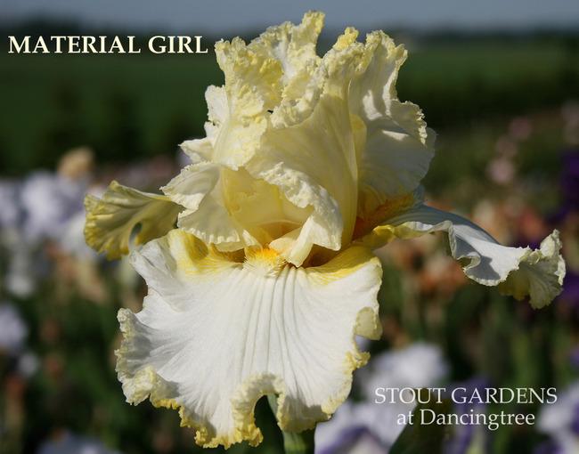 Photo of Tall Bearded Iris (Iris 'Material Girl') uploaded by Calif_Sue