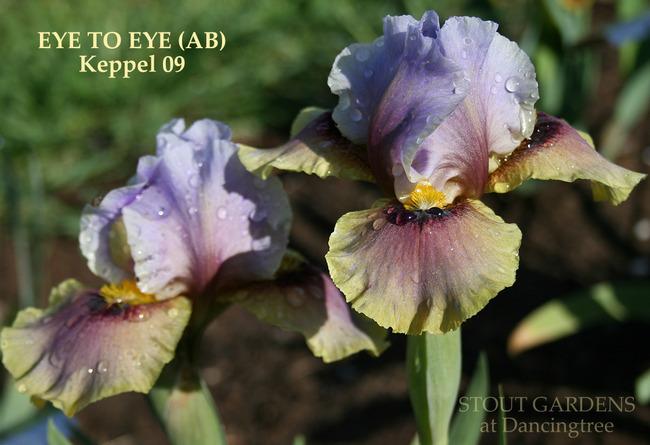 Photo of Arilbred Iris (Iris 'Eye to Eye') uploaded by Calif_Sue