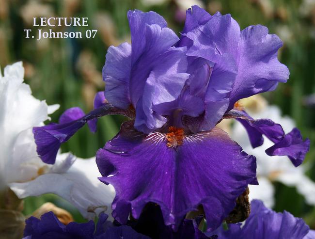 Photo of Tall Bearded Iris (Iris 'Lecture') uploaded by Calif_Sue